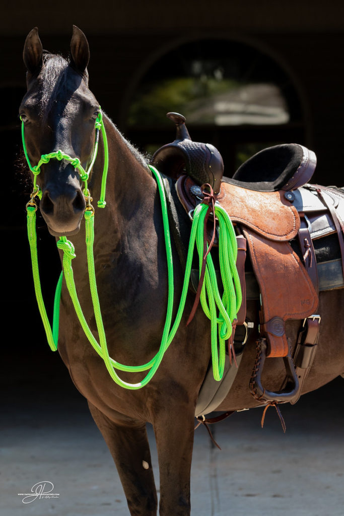 Gascon Horsemanship Halter, Lead Rope, Reins Full Set Gascon